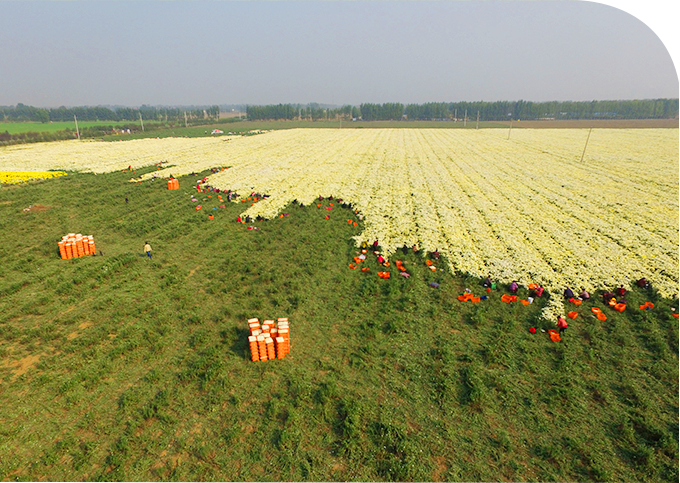 河南云臺山中藥科技有限公司